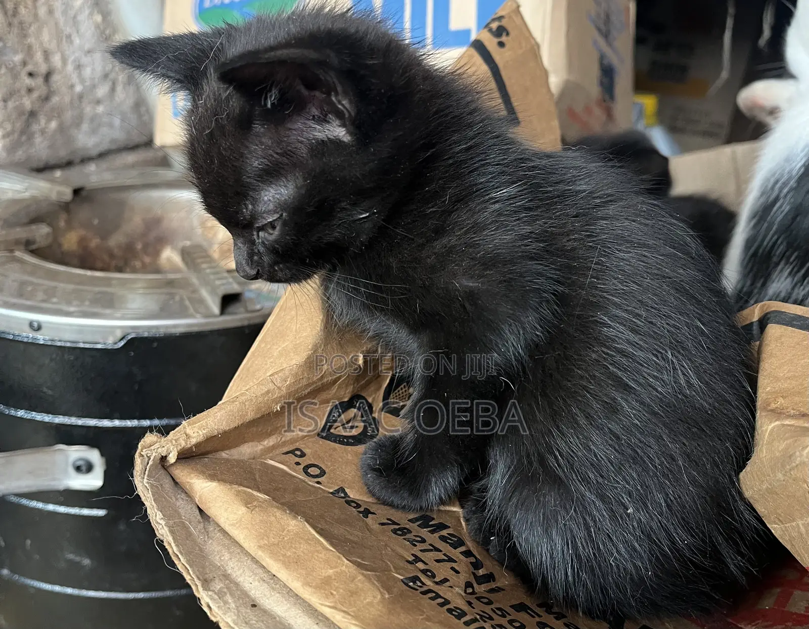 1-3 months Female Purebred Persian