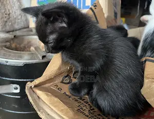 1-3 months Female Purebred Persian
