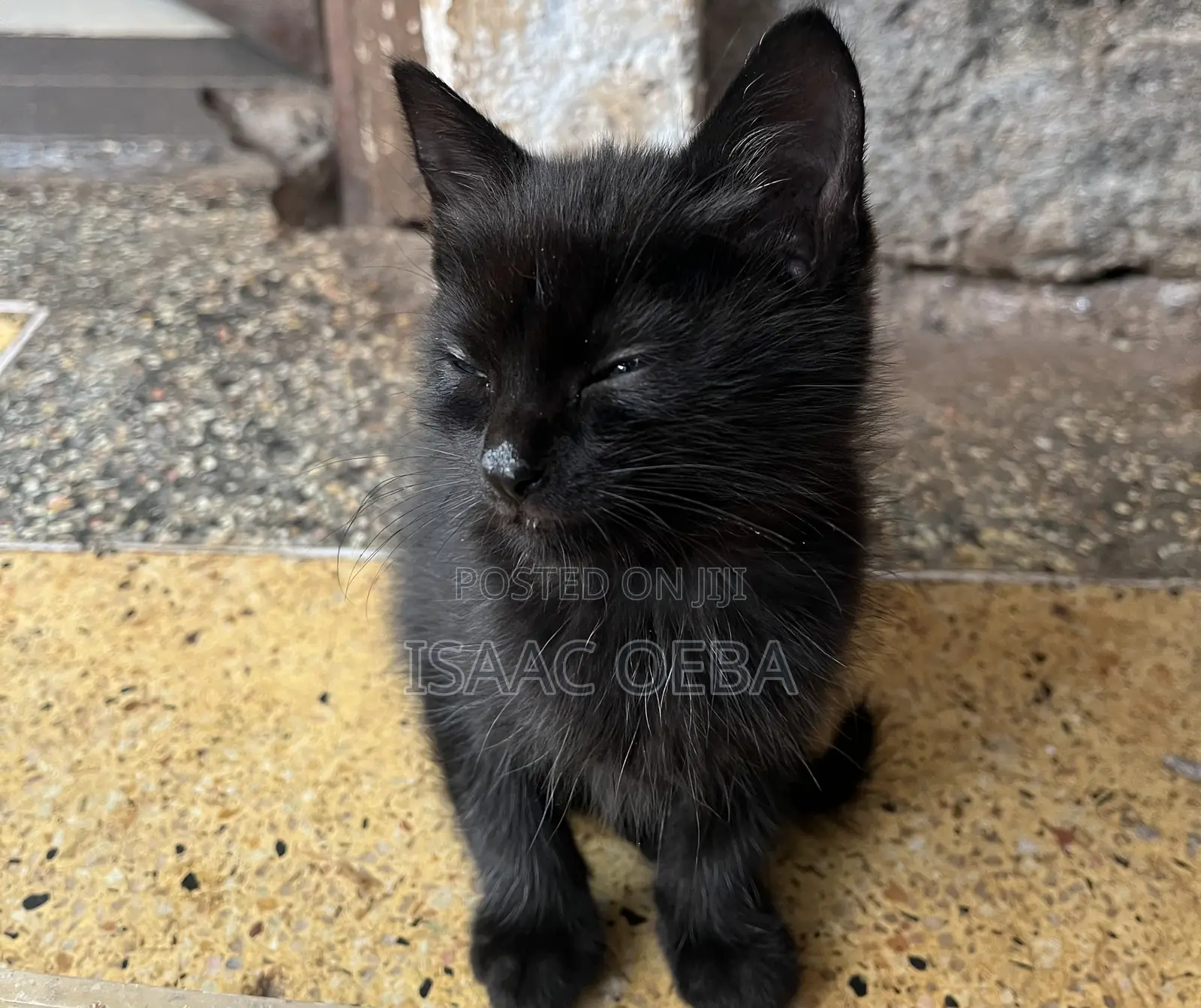 1-3 months Female Purebred Persian
