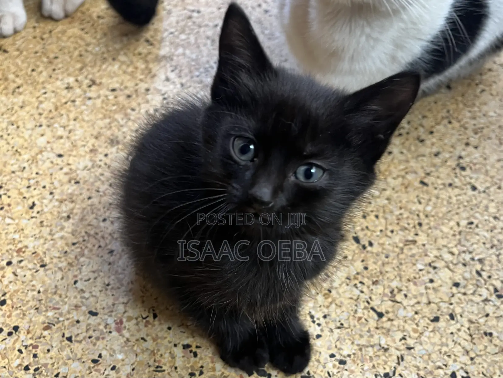 1-3 months Female Purebred Persian