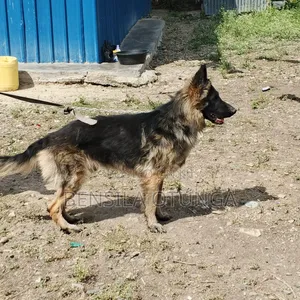 1+ year Male Purebred German Shepherd