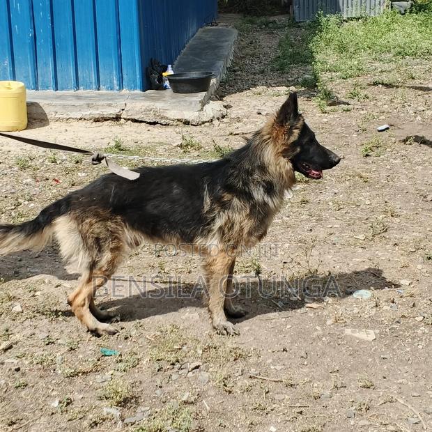 1+ year Male Purebred German Shepherd