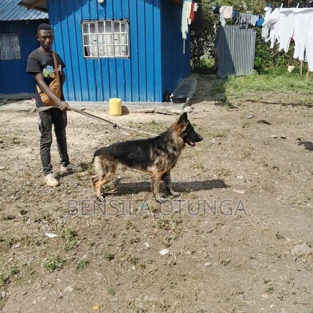 1+ year Male Purebred German Shepherd - thumbnail 2