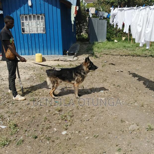 1+ year Male Purebred German Shepherd - thumbnail 3
