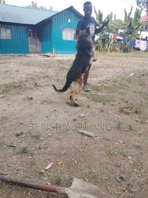1+ year Male Purebred German Shepherd - thumbnail 4