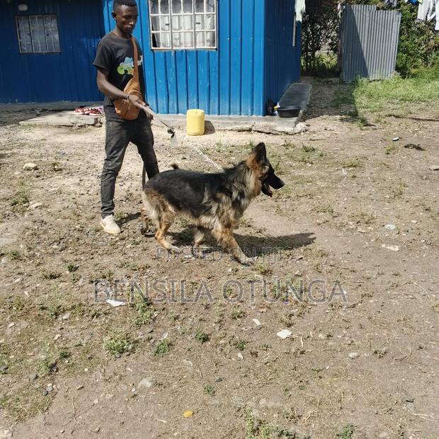 1+ year Male Purebred German Shepherd - thumbnail 5