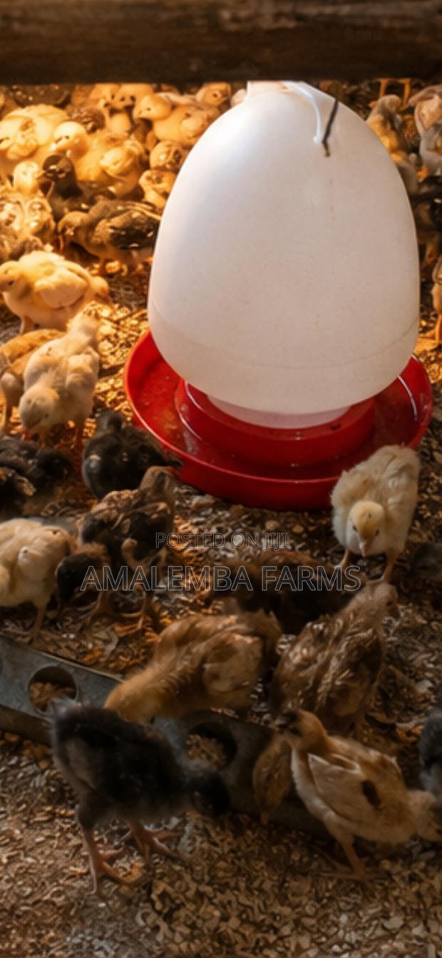 Vaccinated Kienyeji Chicks (1–6 Weeks)