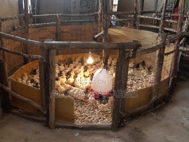 Vaccinated Kienyeji Chicks (1–6 Weeks) - thumbnail 3