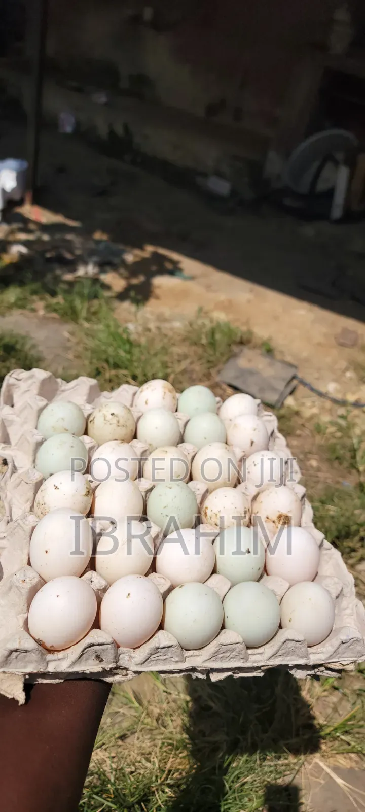 Mbeto Duck Farm