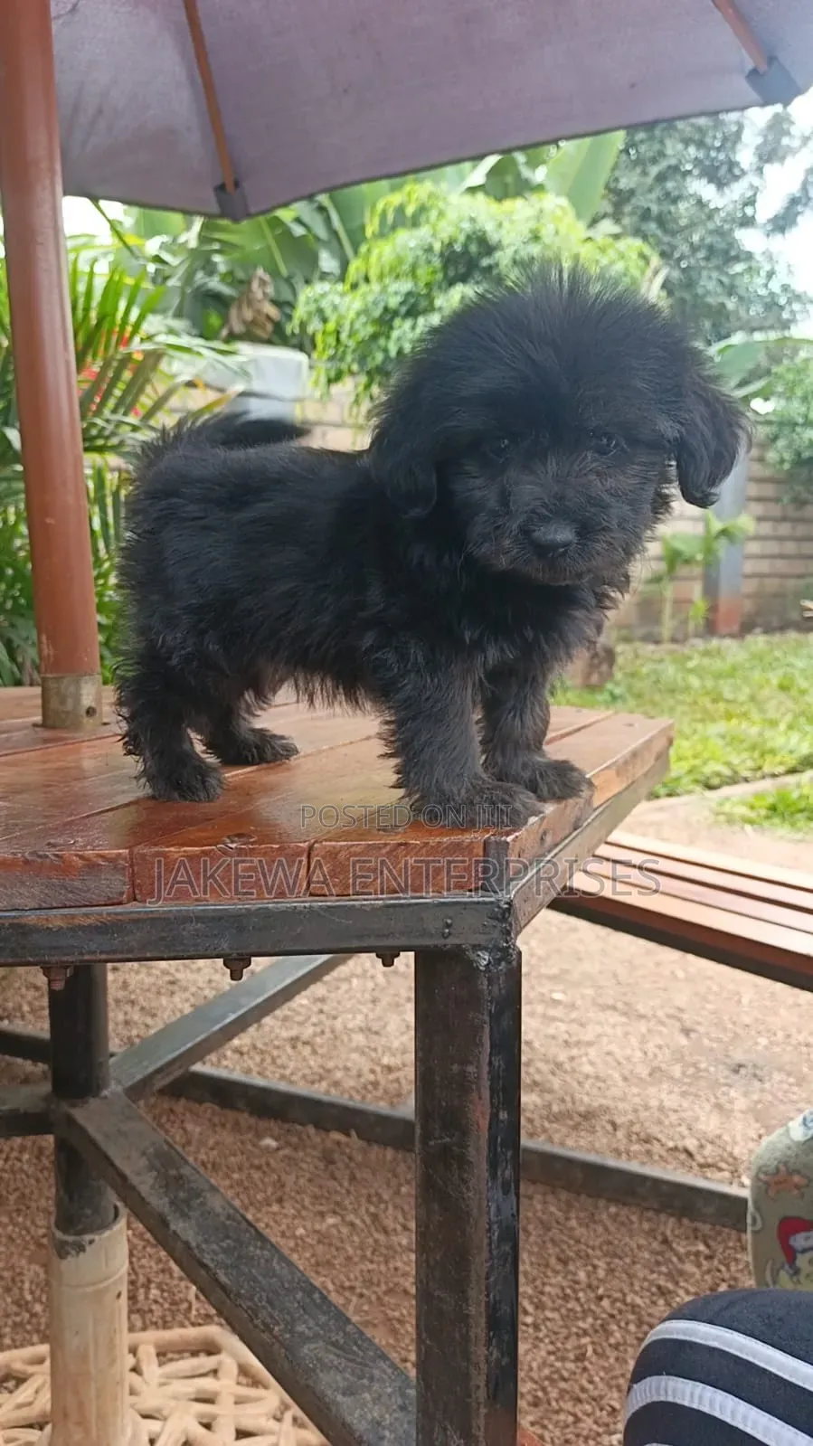 1-3 months Male Purebred Havanese