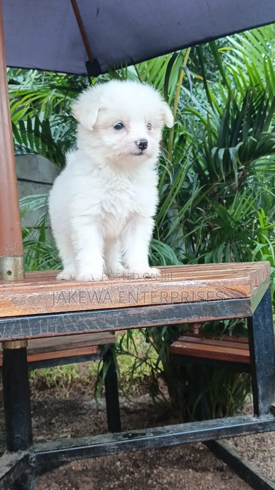 1-3 months Male Purebred Havanese