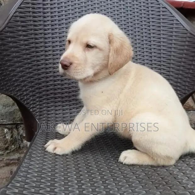 1-3 months Male Purebred Labrador Retriever
