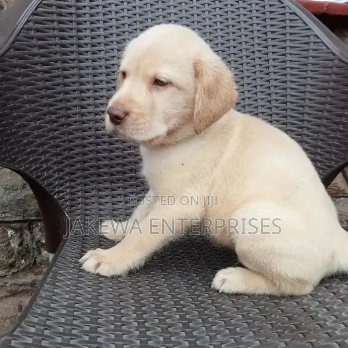 1-3 months Male Purebred Labrador Retriever