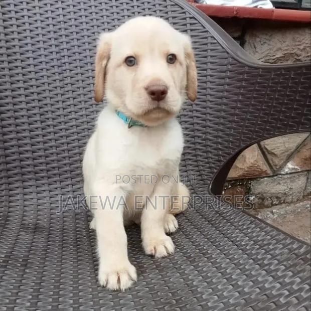 1-3 months Female Purebred Labrador Retriever
