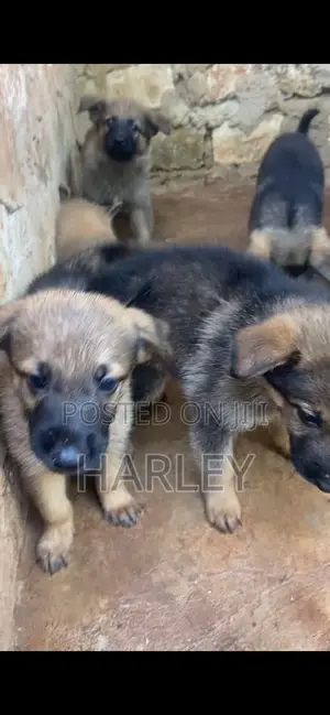 1-3 months Male Mixed Breed German Shepherd