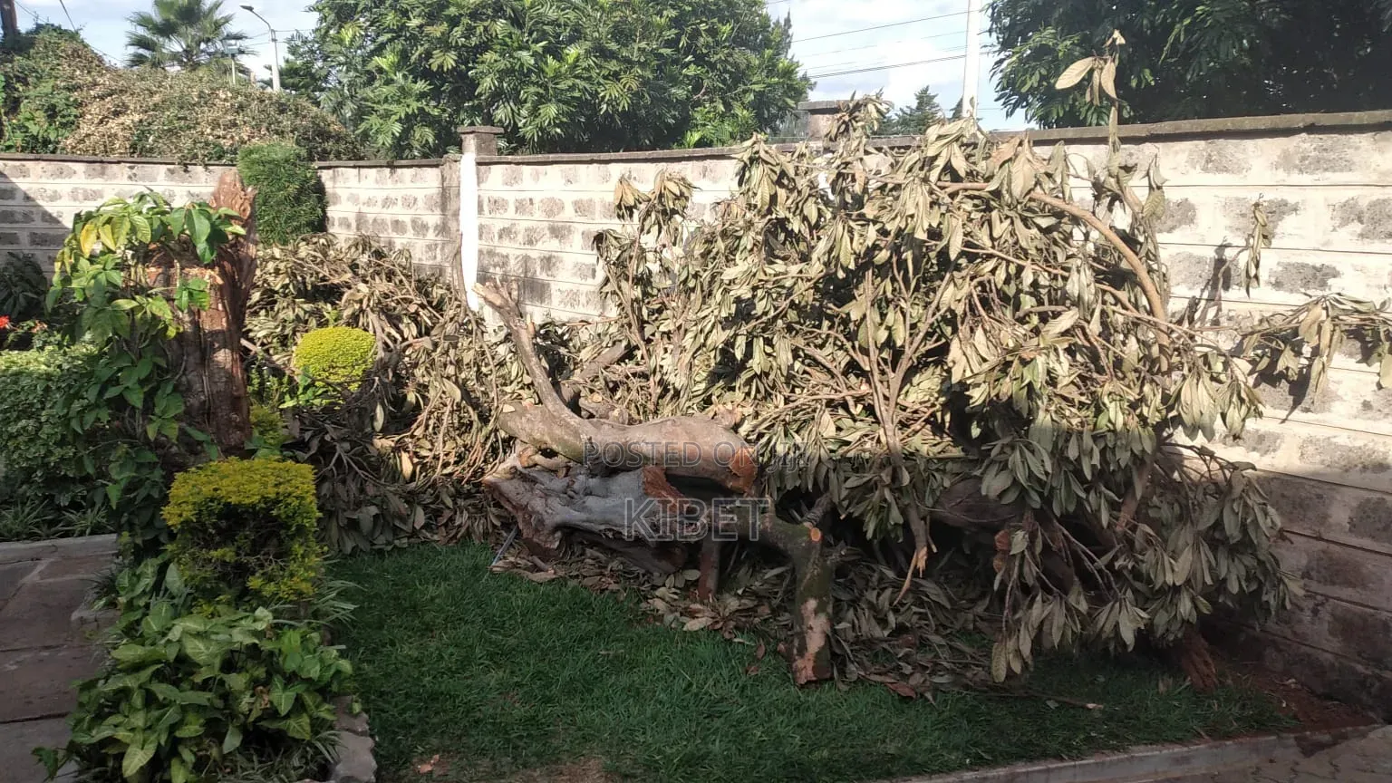 Tree Service