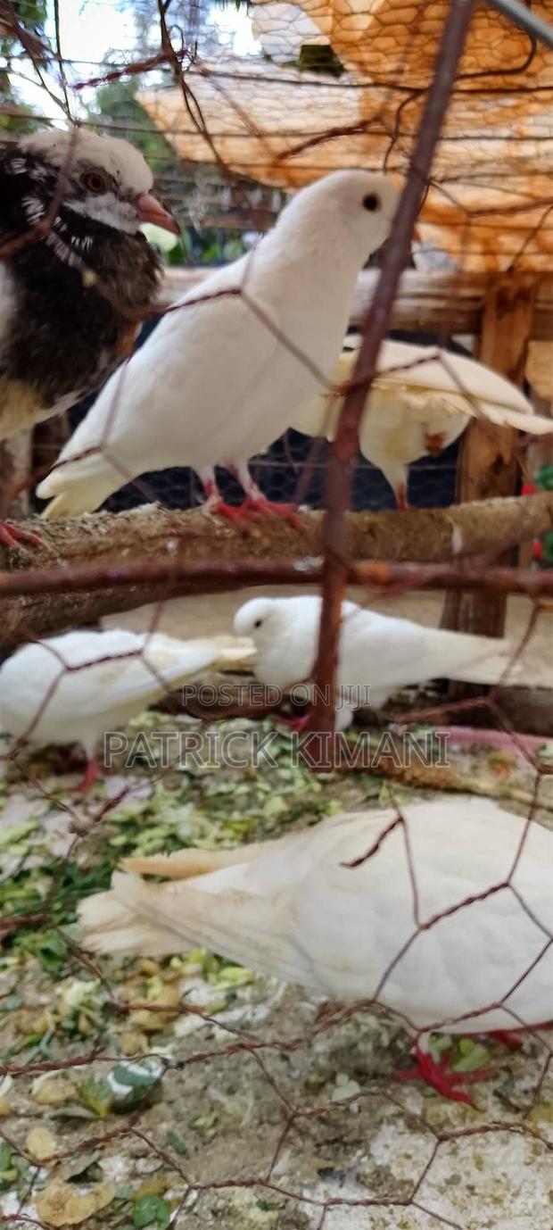 Pigeons White - thumbnail 2