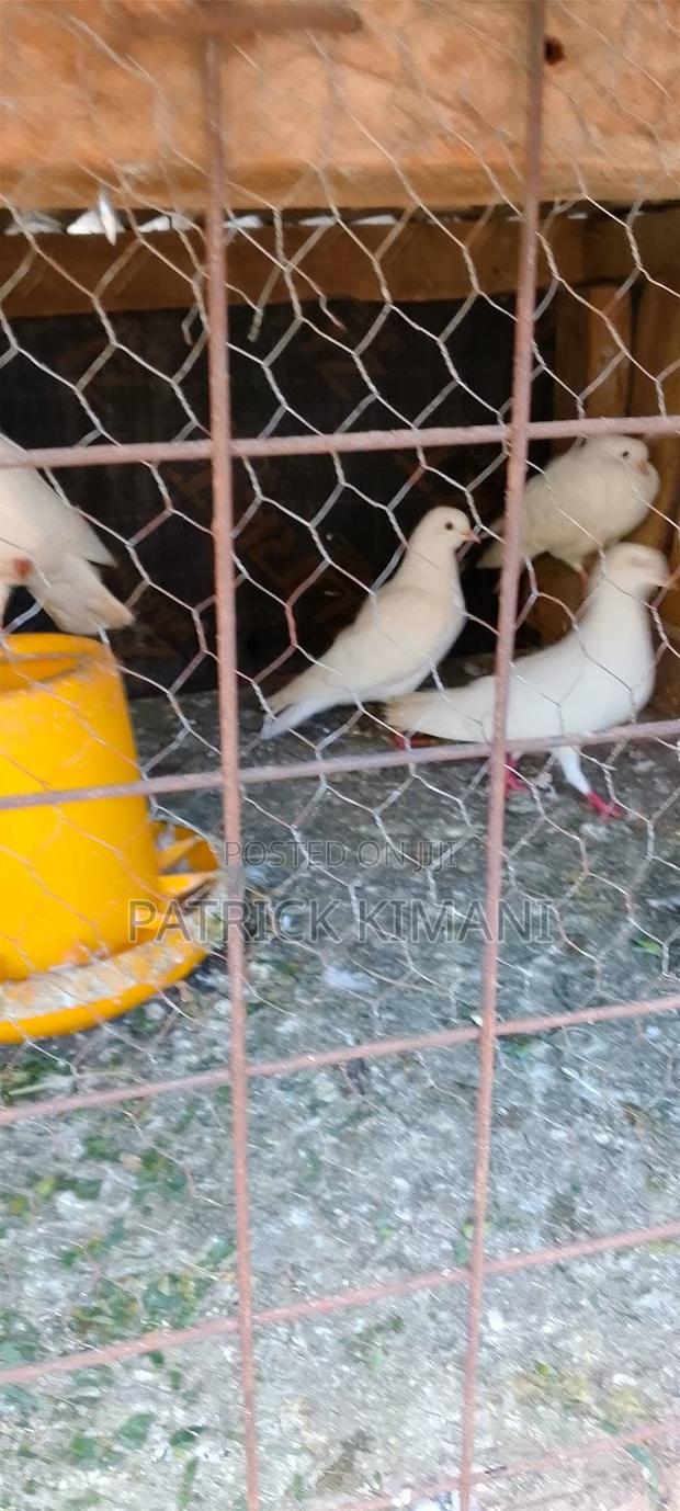 Pigeons White - thumbnail 3