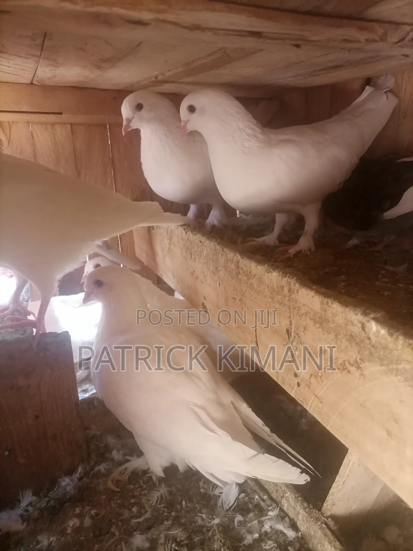 Pigeons White