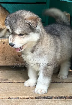 1-3 months Male Purebred Siberian Husky