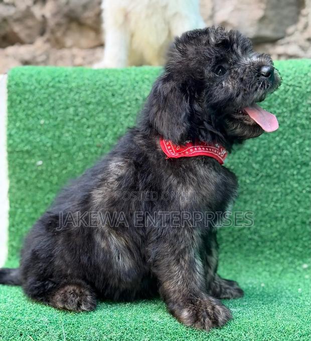 1-3 months Male Purebred Maltipoo - main view