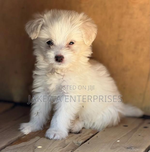 1-3 months Male Purebred Havanese