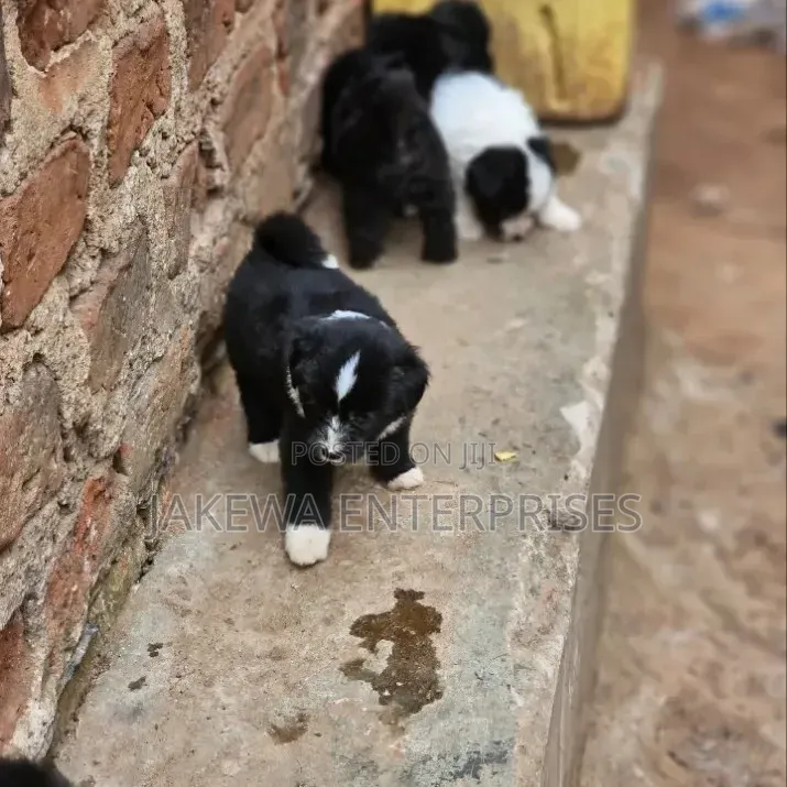 1-3 months Male Purebred Havanese