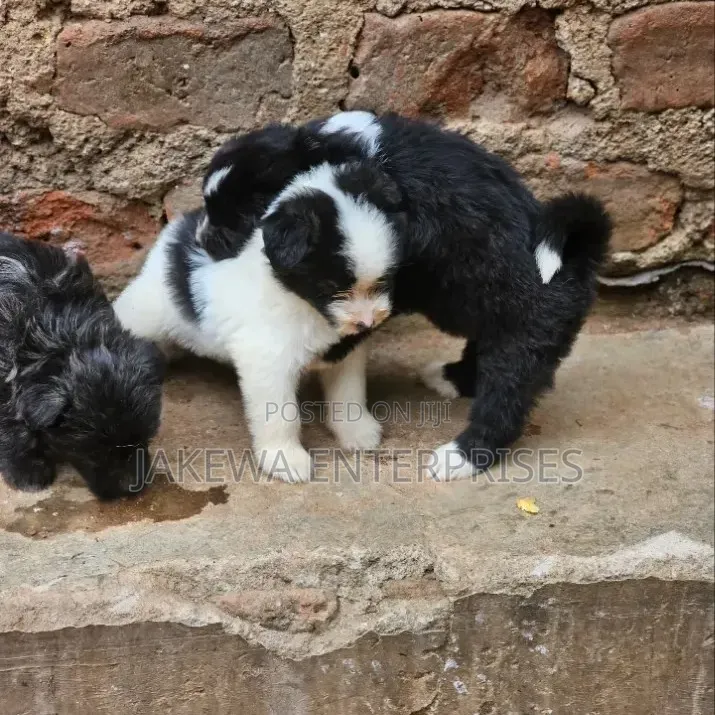 1-3 months Female Purebred Havanese