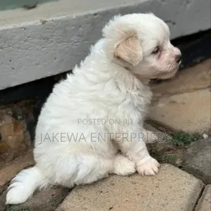 1-3 months Male Purebred Havanese