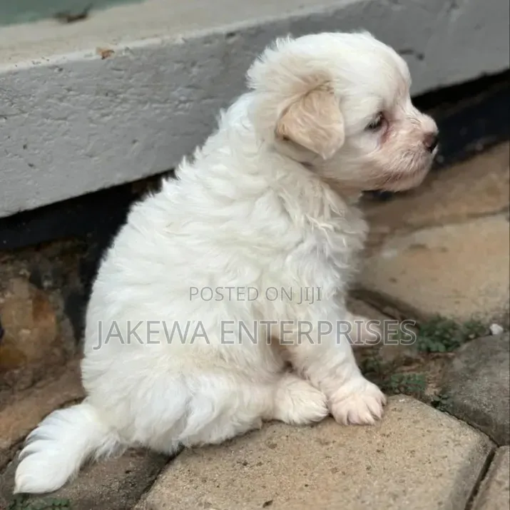 1-3 months Male Purebred Havanese