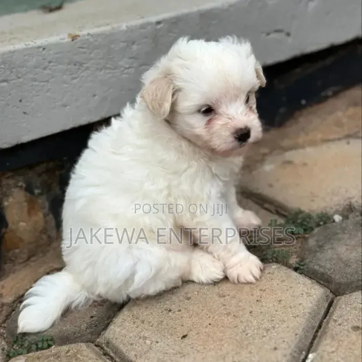 1-3 months Male Purebred Havanese