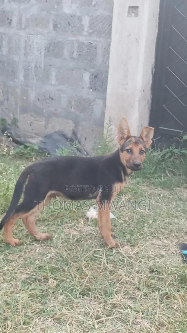 3-6 months Male Purebred German Shepherd - main view