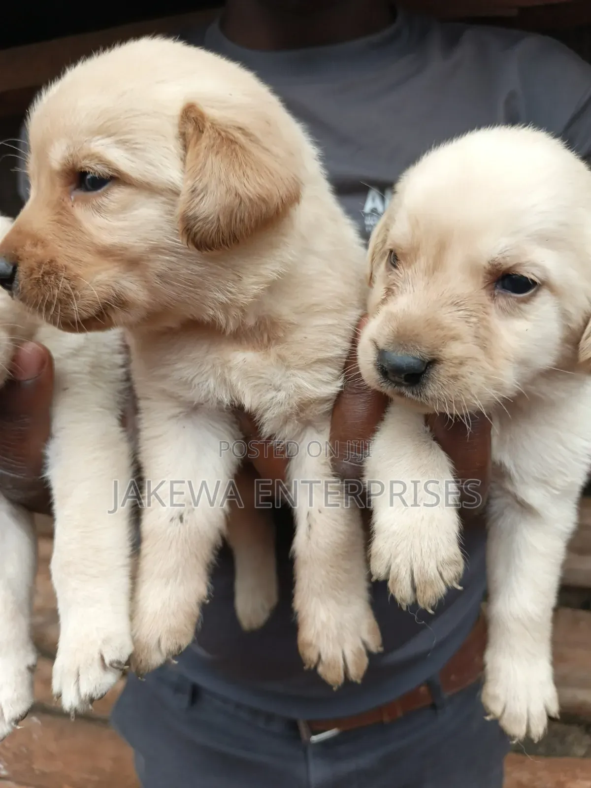 1-3 months Male Purebred Labrador Retriever