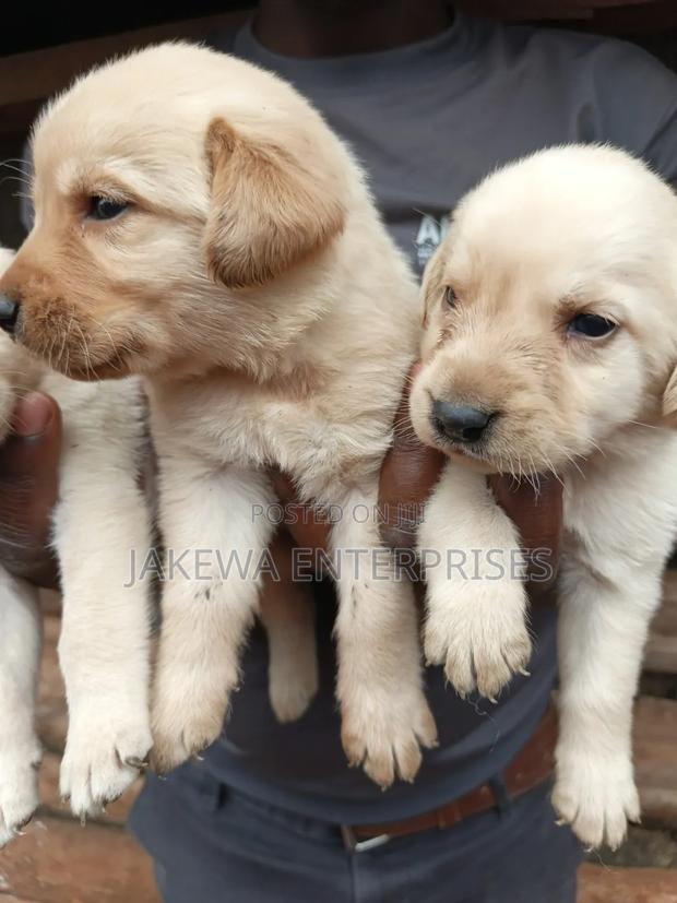 1-3 months Male Purebred Labrador Retriever
