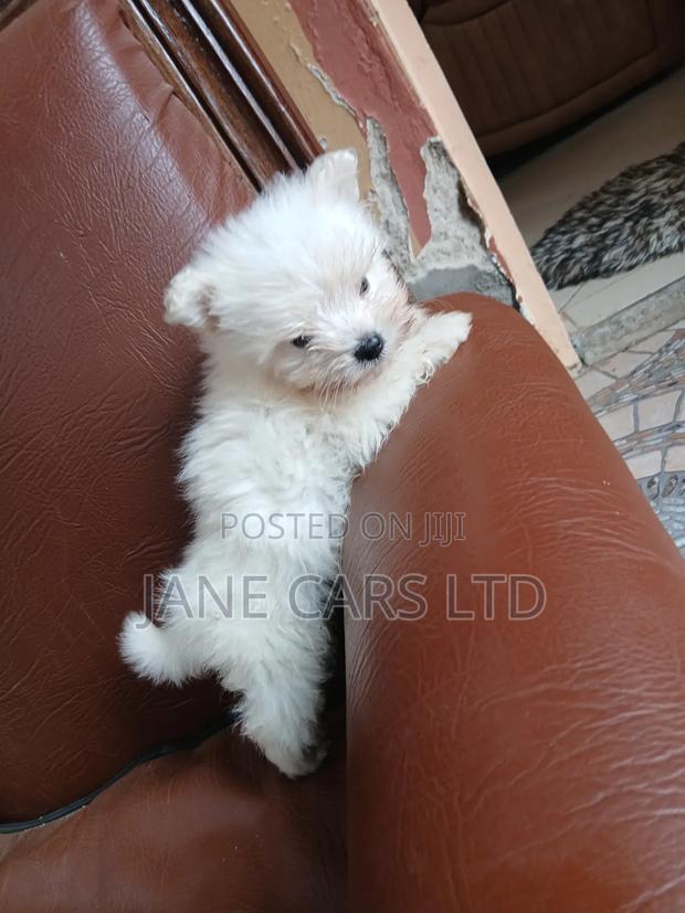 1-3 months Male Mixed Breed Maltese