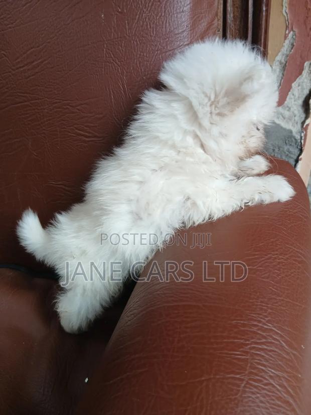1-3 months Male Mixed Breed Maltese - thumbnail 2