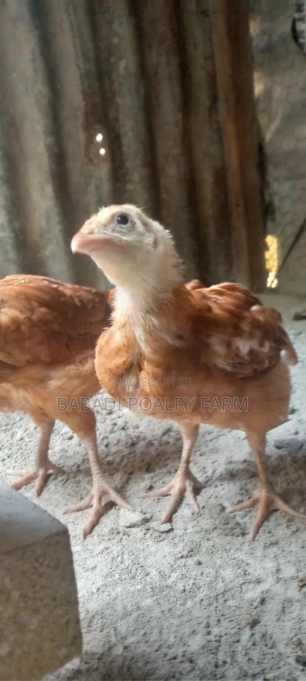 Kienyeji Chicken