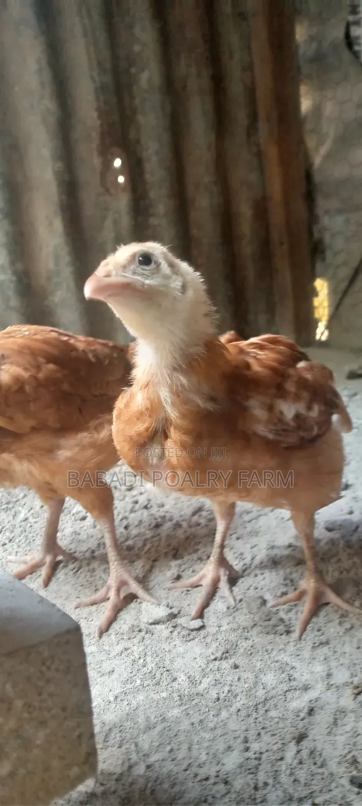 Kienyeji Chicken