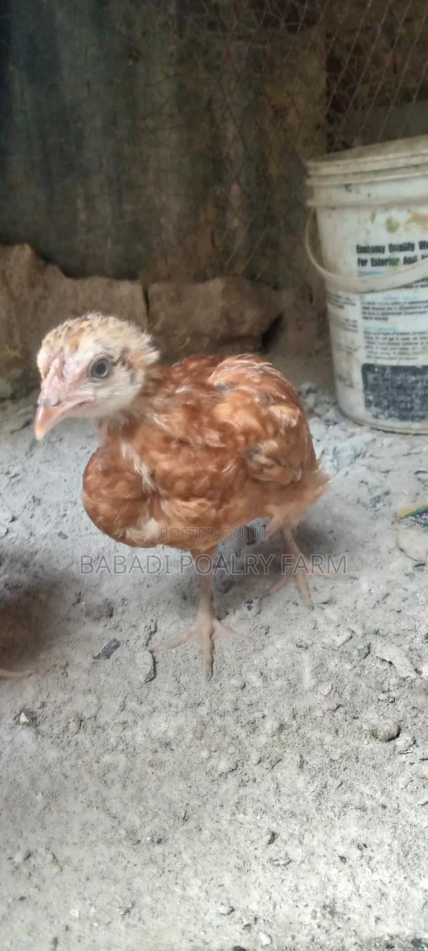 Kienyeji Chicken - thumbnail 2