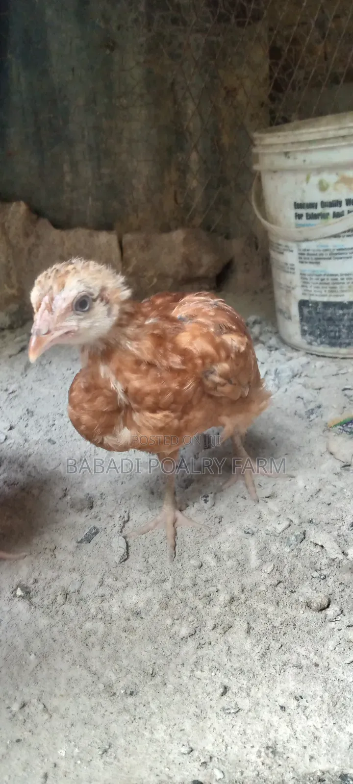 Kienyeji Chicken