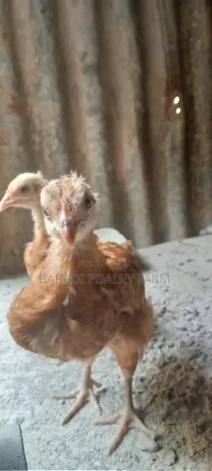 Kienyeji Chicken