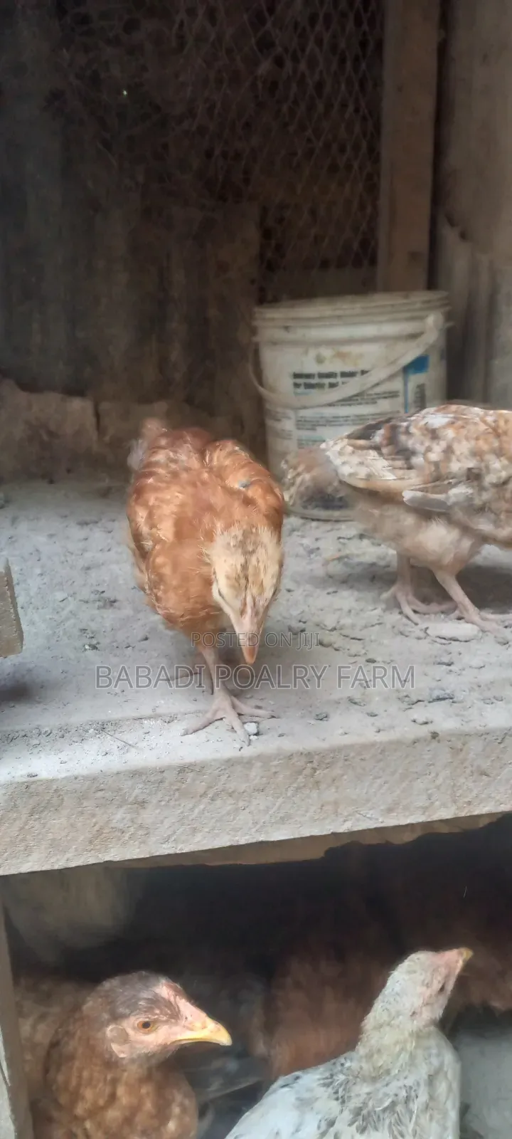 Kienyeji Chicken