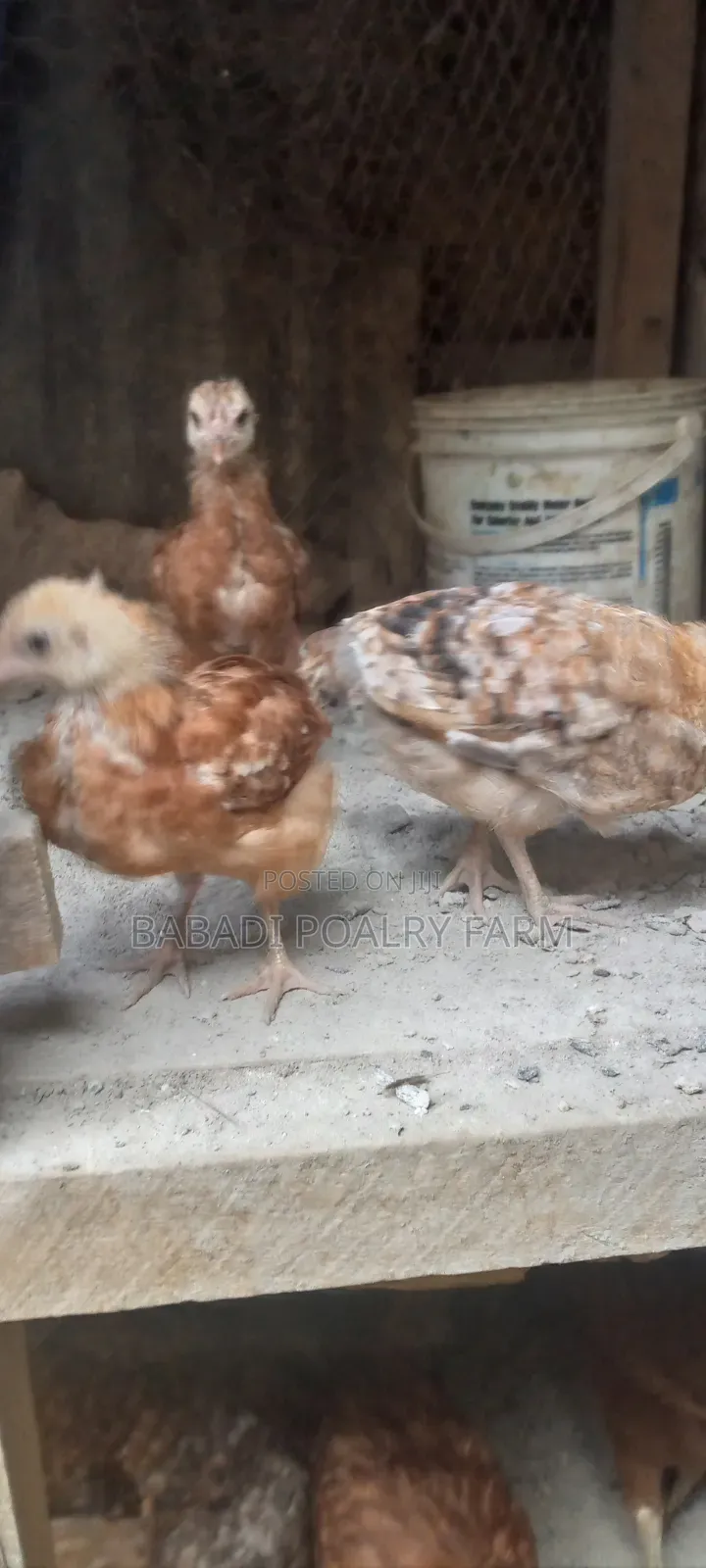 Kienyeji Chicken