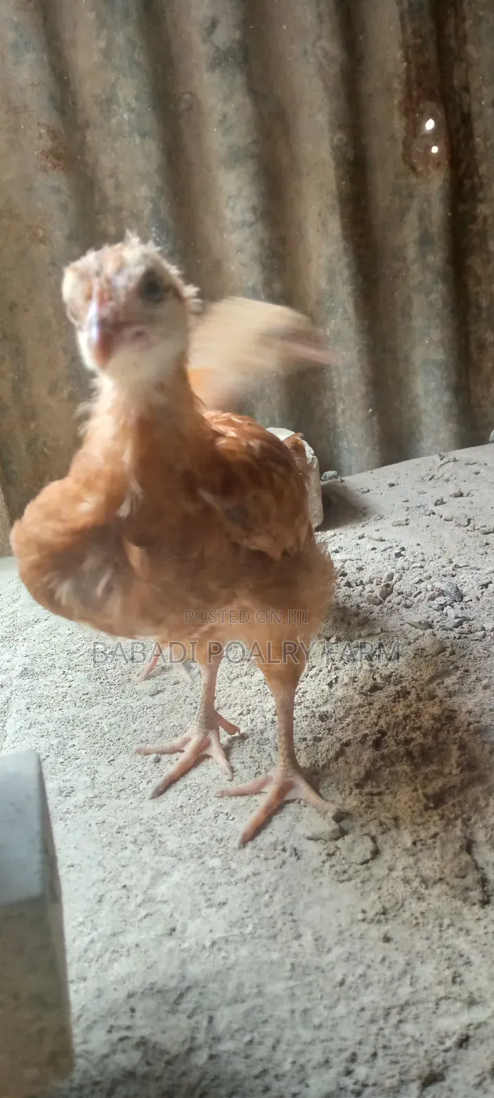 Kienyeji Chicken
