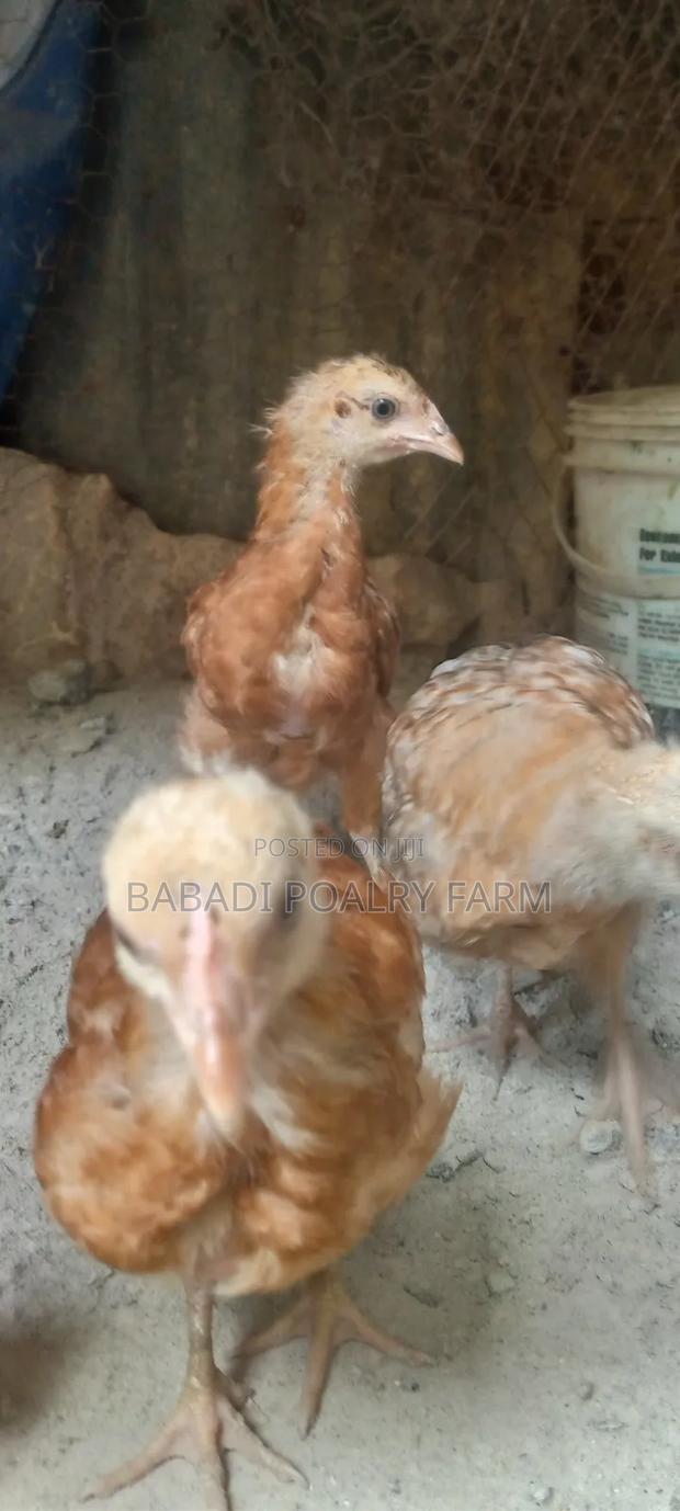 Kienyeji Chicken - thumbnail 7