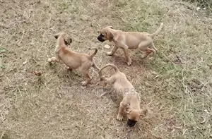 1-3 months Female Purebred Boerboel