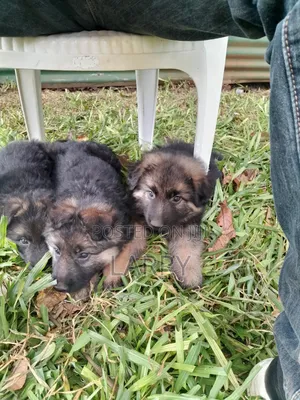 1-3 months Female Purebred German Shepherd