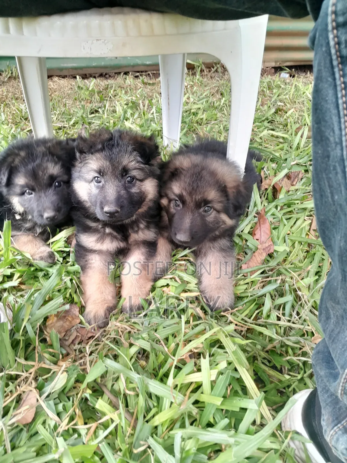 1-3 months Female Purebred German Shepherd