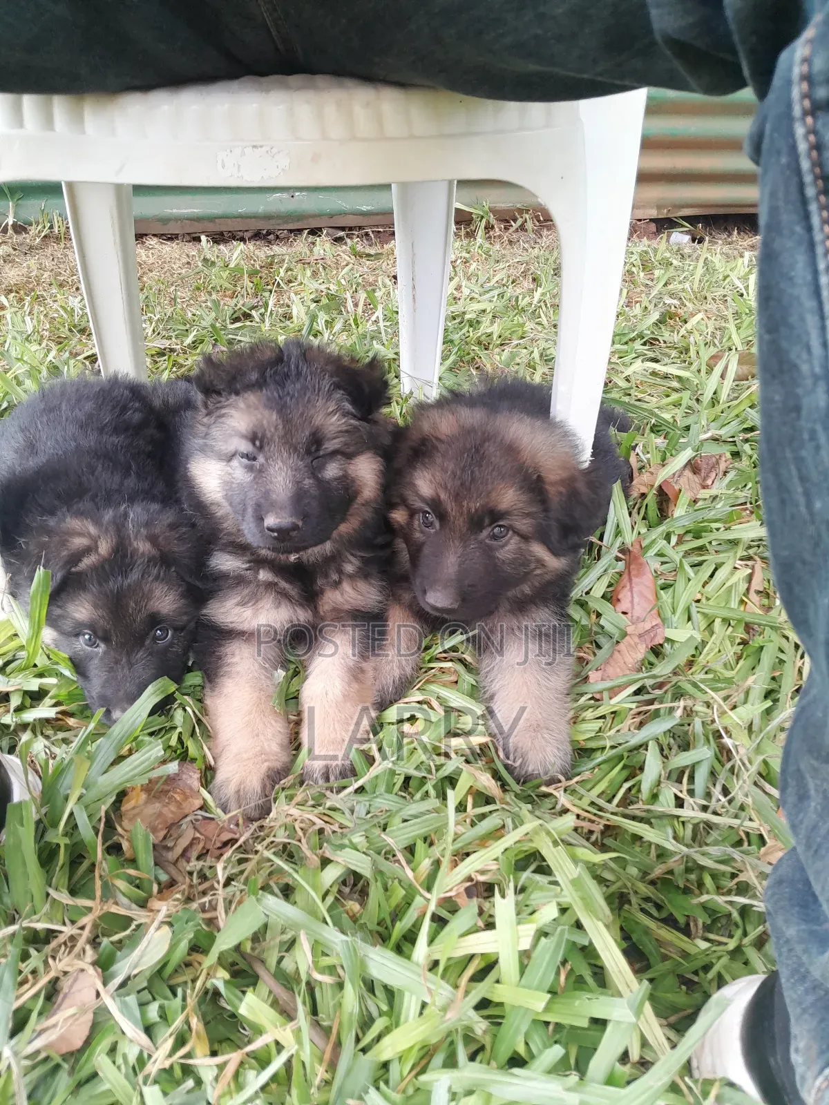 1-3 months Female Purebred German Shepherd