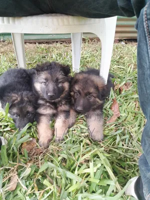 1-3 months Female Purebred German Shepherd